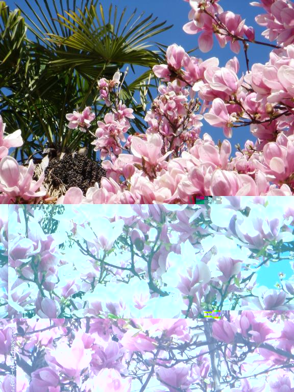 galerie-membre,printemps,tulipier-4.jpg