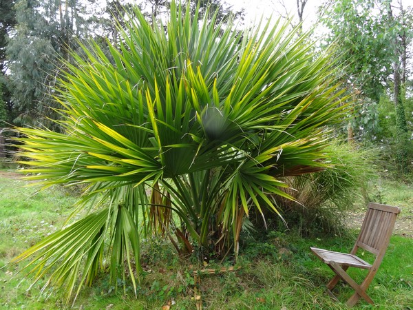 sabal bermudana