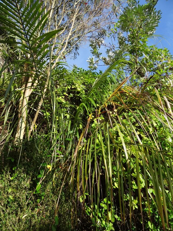 Si si c'est bien un Parajubaea enfoui derriere...il partage le coin avec un Eucalyptus globulus nana et un Banksia integrifolia.