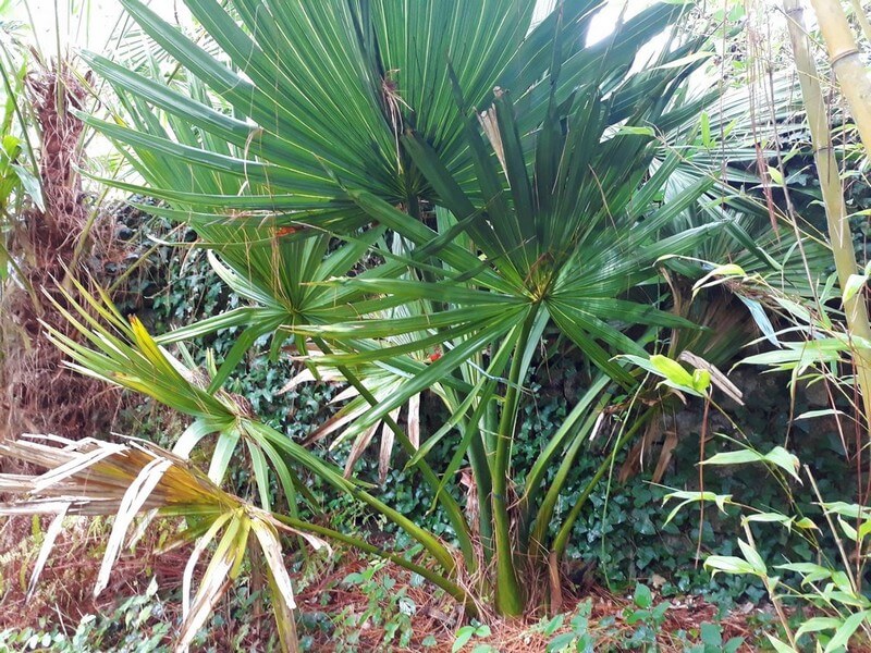 A l'ombre,bénéficie de beaucoup d'eau par sa situation.Feuilles peu costapalmées,acheté pour du palmetto il y a..... belle lurette