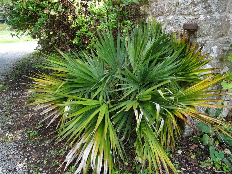 Celui-ci est là depuis le début,reste très petit. non identifié,je trouve qu'il a tout d'un palmetto sauf une faible costapalmure.....