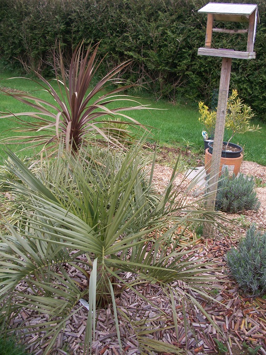 butia et cordyline.JPG