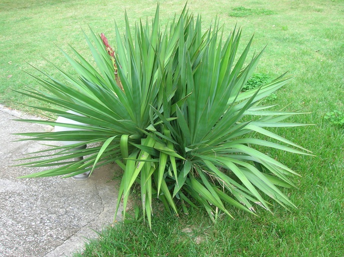 Yucca