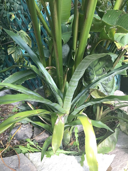 Aechmea à identifier.jpg