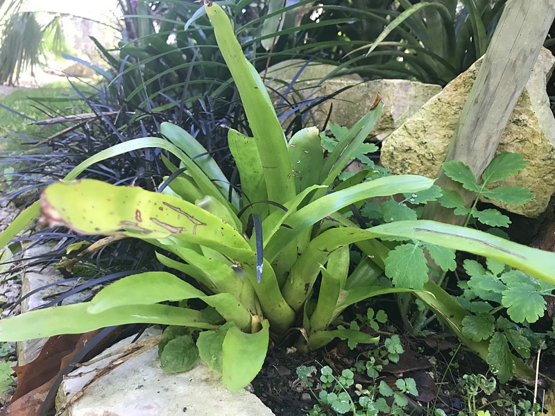 Aechmea blumenavii.jpg
