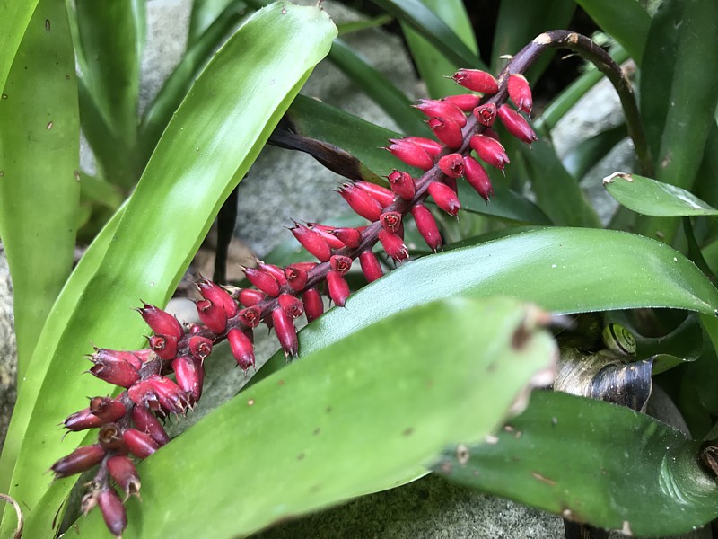 Aechmea gamosepala (1).JPG
