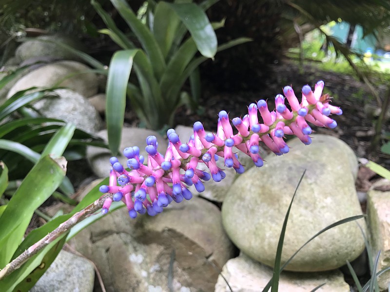 Aechmea gamosepala (2).JPG
