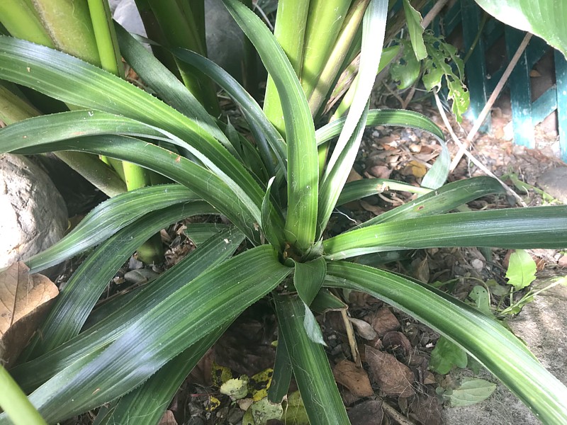 Aechmea oliotichaula glarionii.jpg