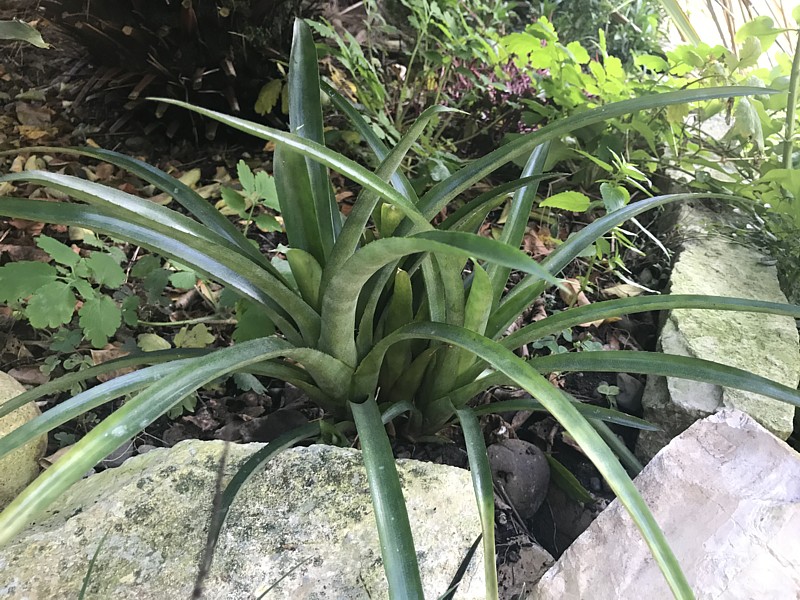 Aechmea piment-velosoi var glabra.jpg