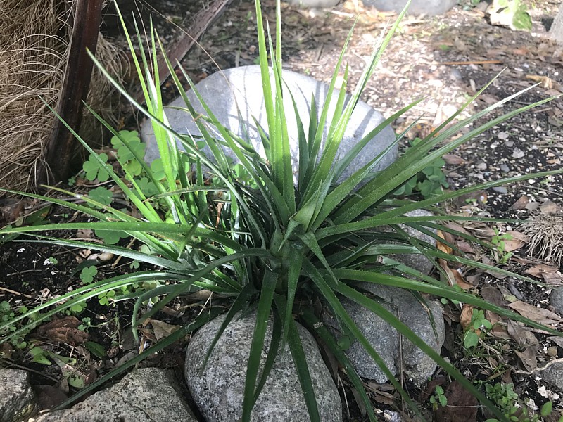 Aechmea recurvata benrathii.jpg