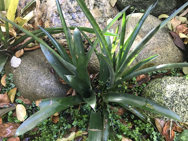 Aechmea x Suenos Yellow (A recurvata v. benrathii x A. cylindrata or A. gamosepala).JPG