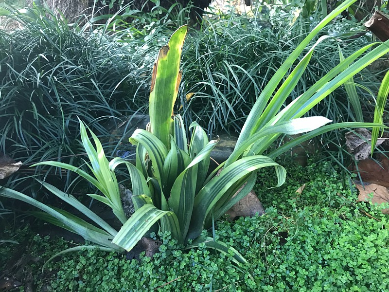 Billbergia nutans variegata.jpg