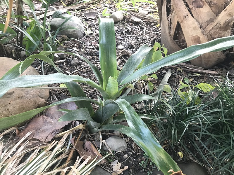 Billbergia x windii.jpg