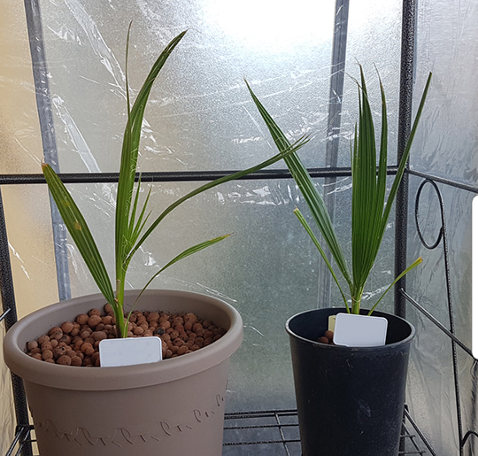 Washingtonia Juillet.jpg