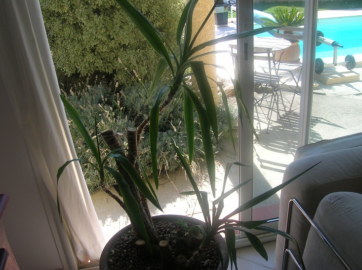 Yucca elephantipes