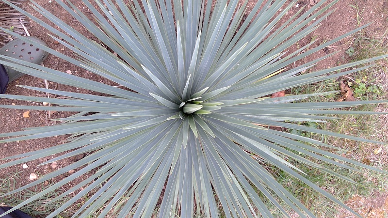 yucca linearifolia hybride 1 REDIM.jpg