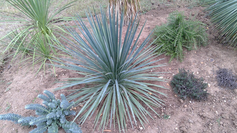 yucca linearifolia hybride 2 REDIM.jpg