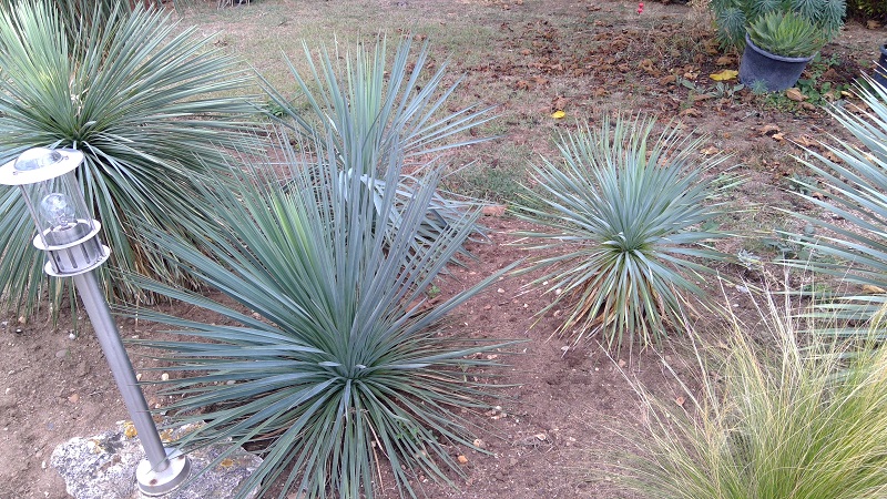 yucca linearifolia hybride 3 REDIM.jpg