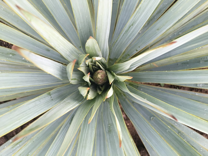 yucca french flag 1REDIM.jpg