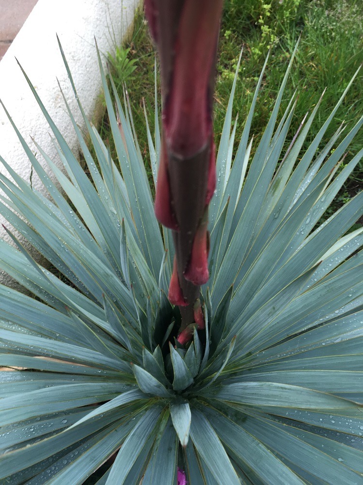 yucca french flag 2 REDIM.jpg