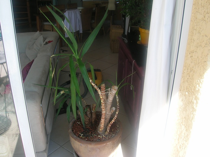 Yucca elephantipes