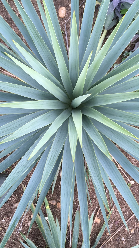 yucca flaccida golden sword x yucca rigida brunette REDIM.jpg