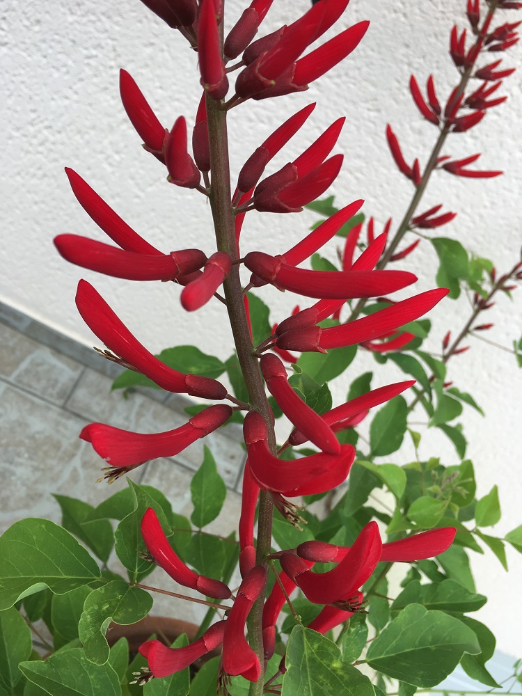 erythrina kylian julien REDIM 3.jpg