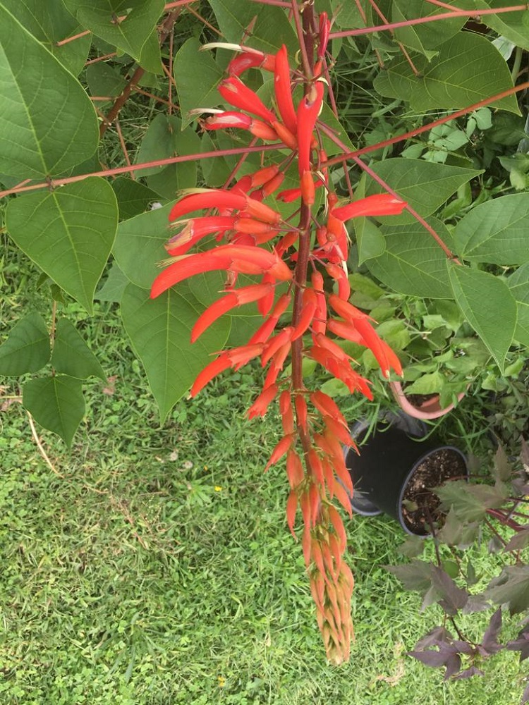 erythrina gottardo REDIM 2.jpg