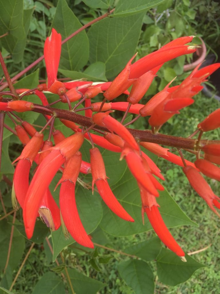 erythrina gottardo REDIM 1.jpg