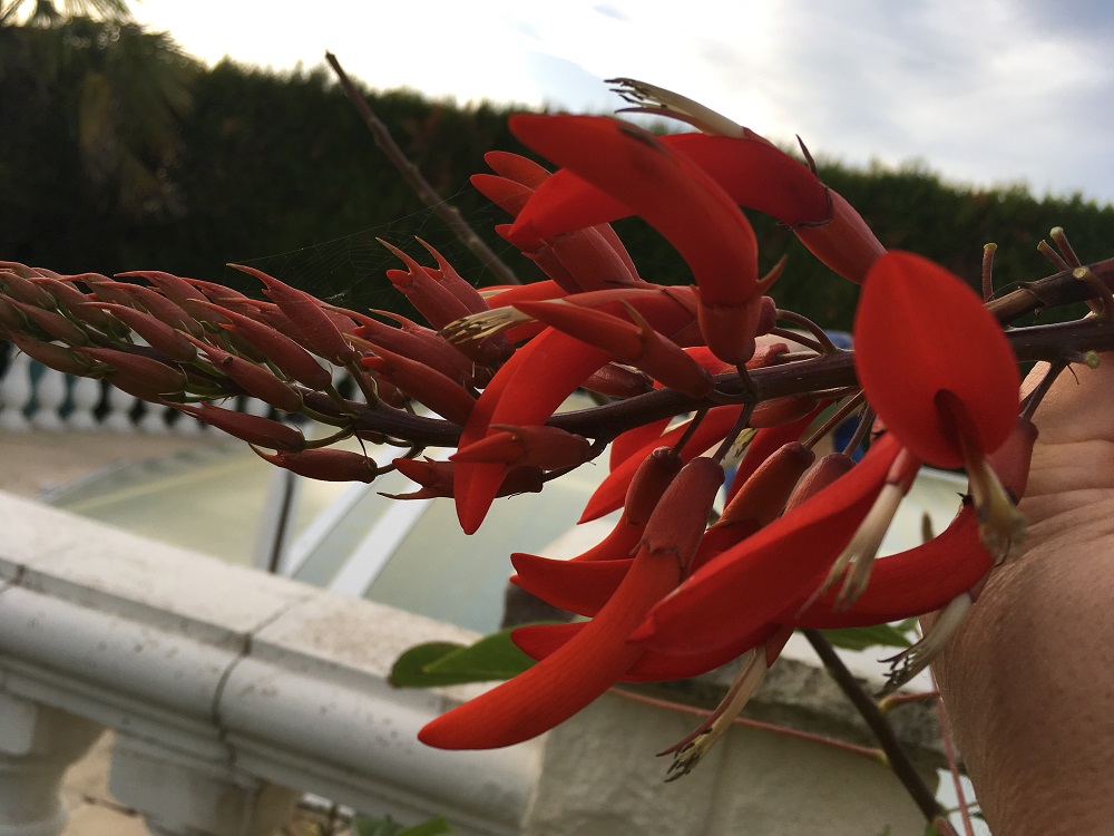 erythrina gottardo REDIM 4.jpg