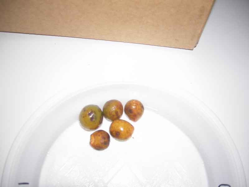 Chamaerops Cerifera