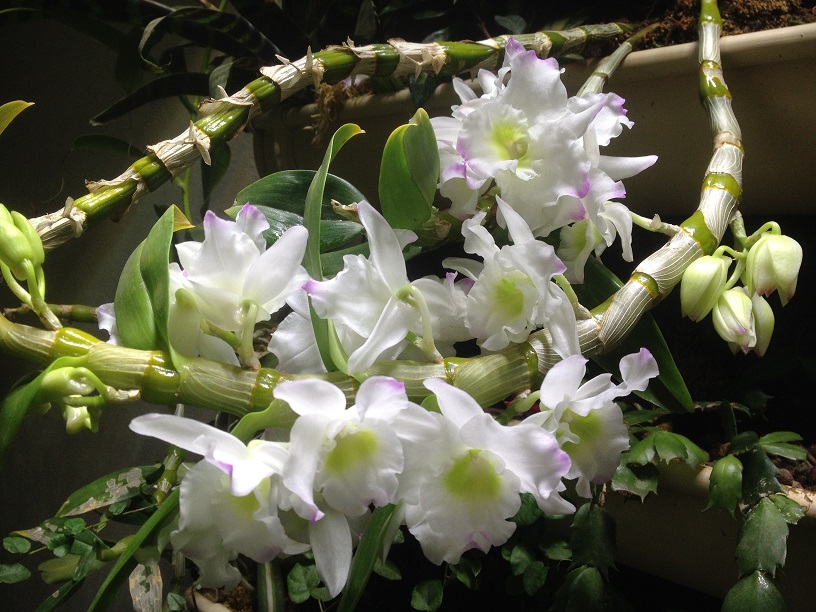 Dendrobium acheté défleuri en 2019