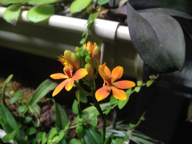 Epidendrum