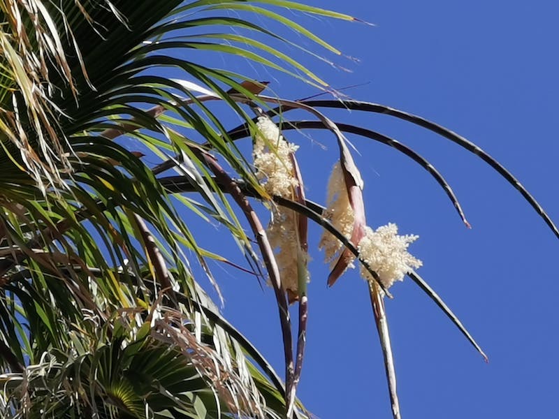 début de floraison Wash 9,5m de stipe