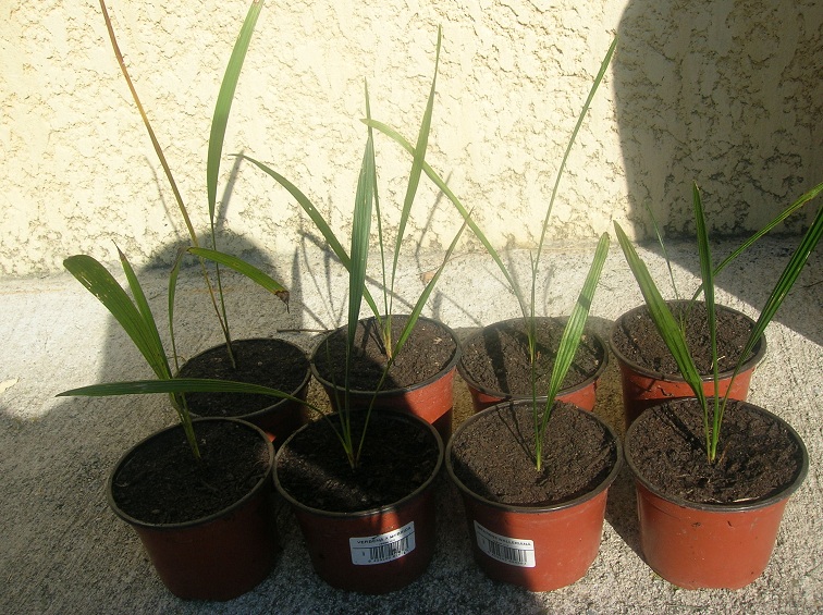 Plantules