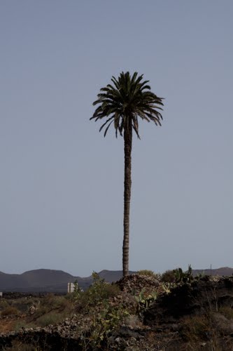 40470687 Phoenix canariensis à Lanzarote.jpg