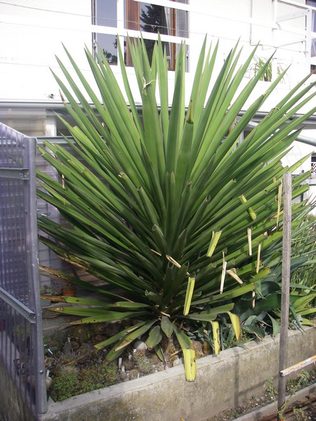 Yucca madrensis 001 bis.jpg