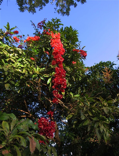 Le plus joli de mes bougainvillées se met en couleur avec l'arrivée de la saison sèche.1.jpg