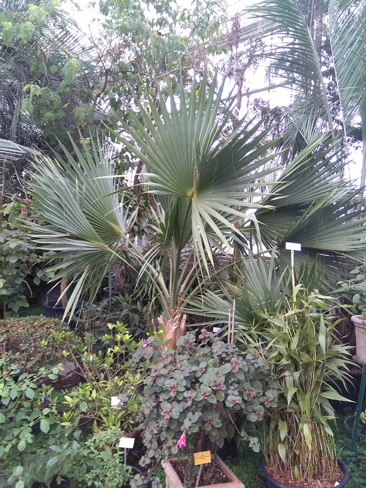 un sabal soi disant minor mais j'ai plutôt le sentiment d'un palmetto, ce qui me surprend c'est que c'est un jardin très sérieux, se tromper dans l'étiquetage à leur niveau c'est de l'ordre de l'impossible..