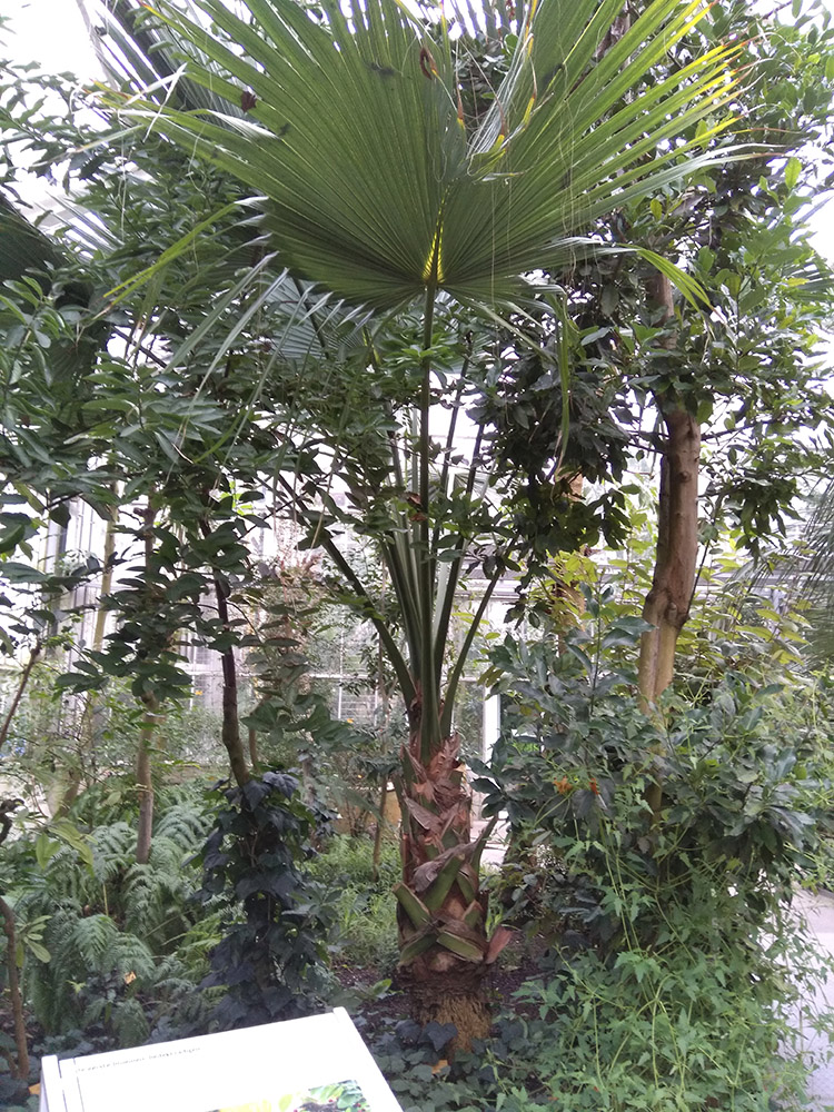 un palmetto débutant son stipe au milieu de fougères géantes ( que l'on ne voit pas forcément )