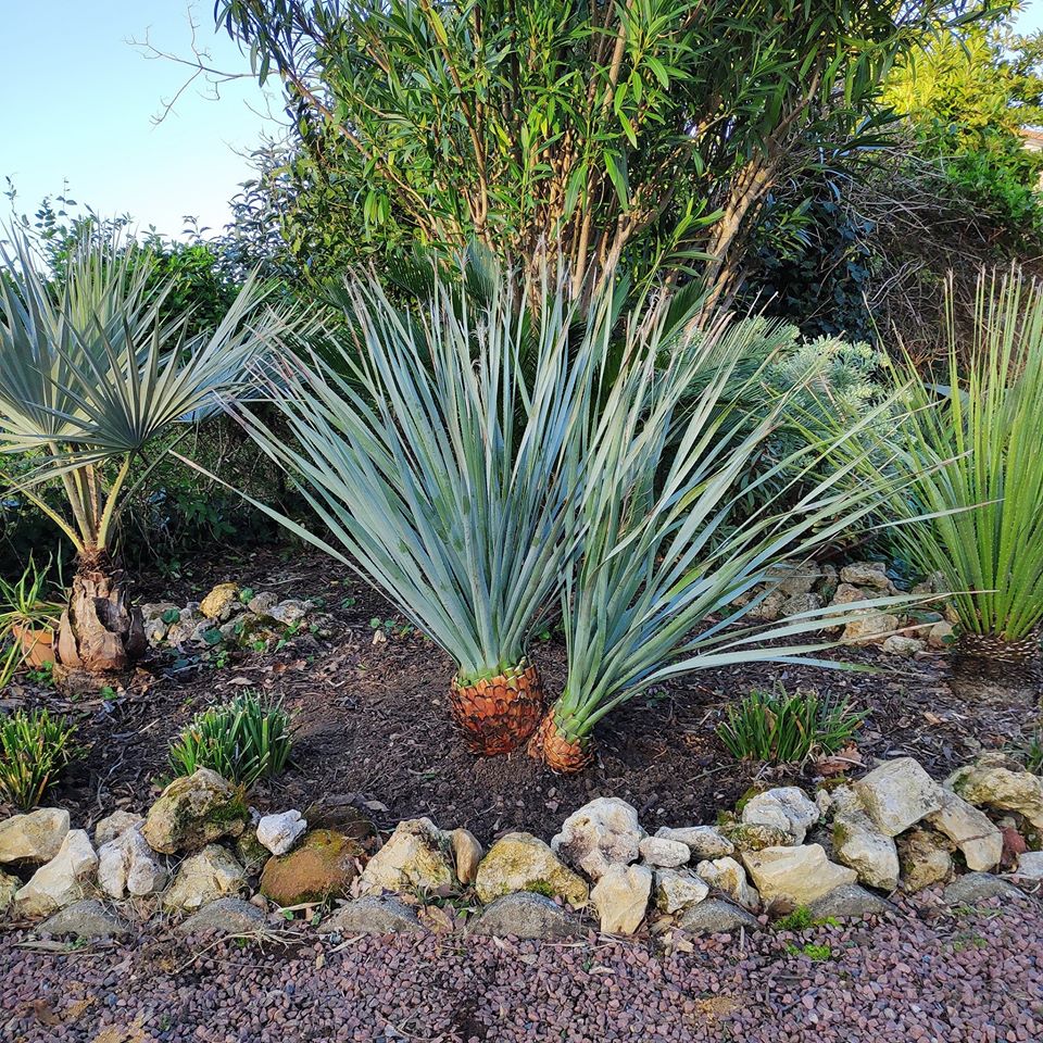 dasylirion double stipe.jpg