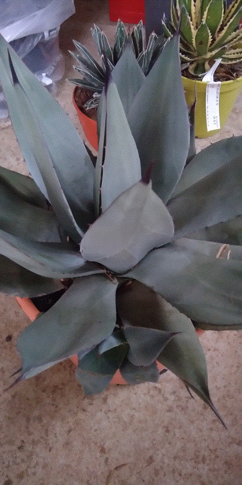 agave2.gif