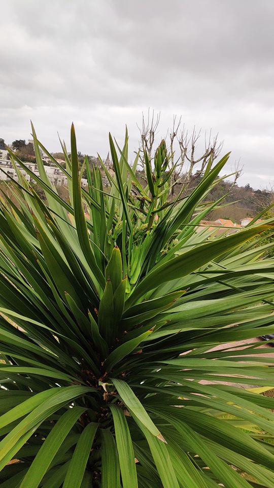 cordyline4.jpg