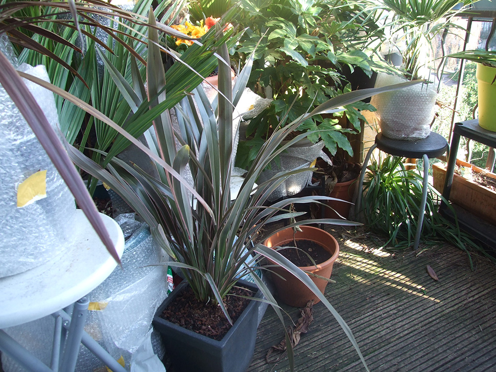 Phormium pink stripe