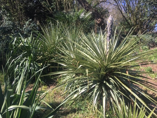 puya 2.jpg