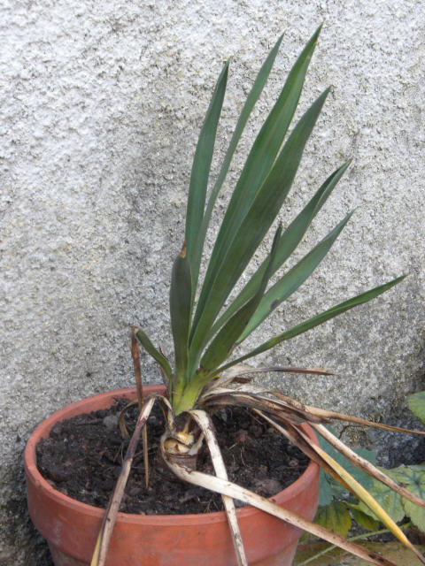 Yucca1 10 09 11.jpg