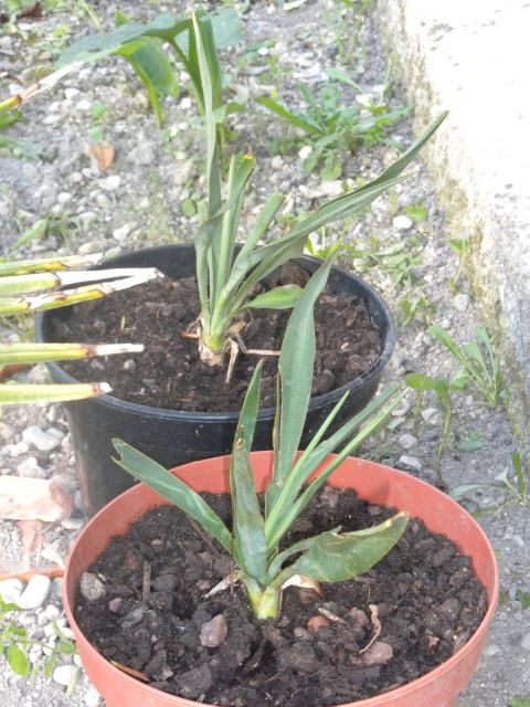 Yucca2 et 3 10 09 11.jpg