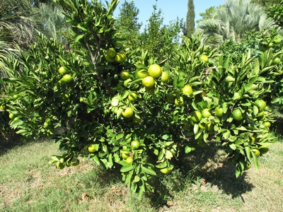 Satsuma Okitsu, début de maturité.jpg