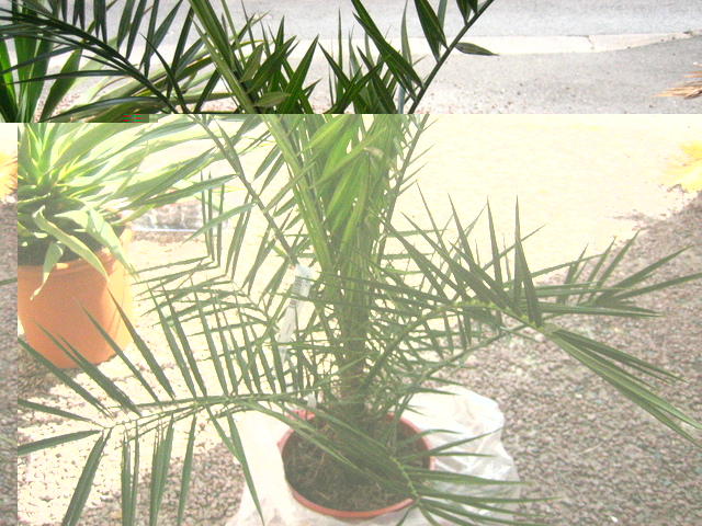 phoenix des canaries