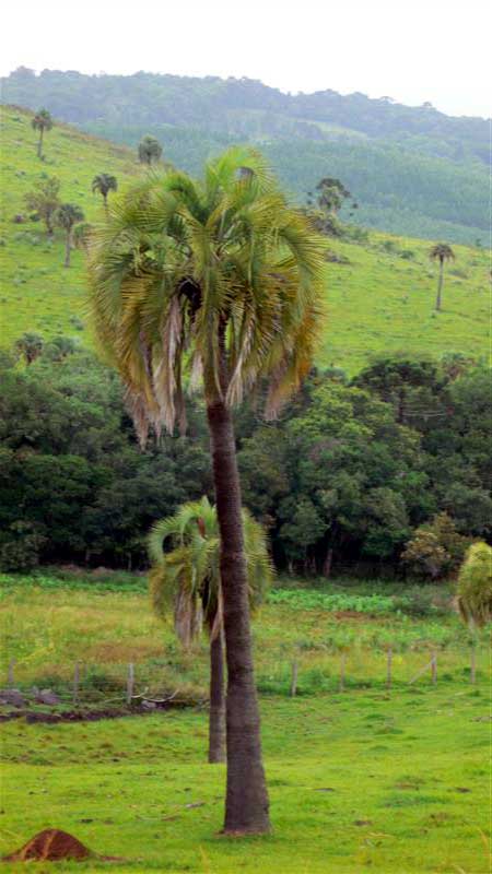 Butia recordman